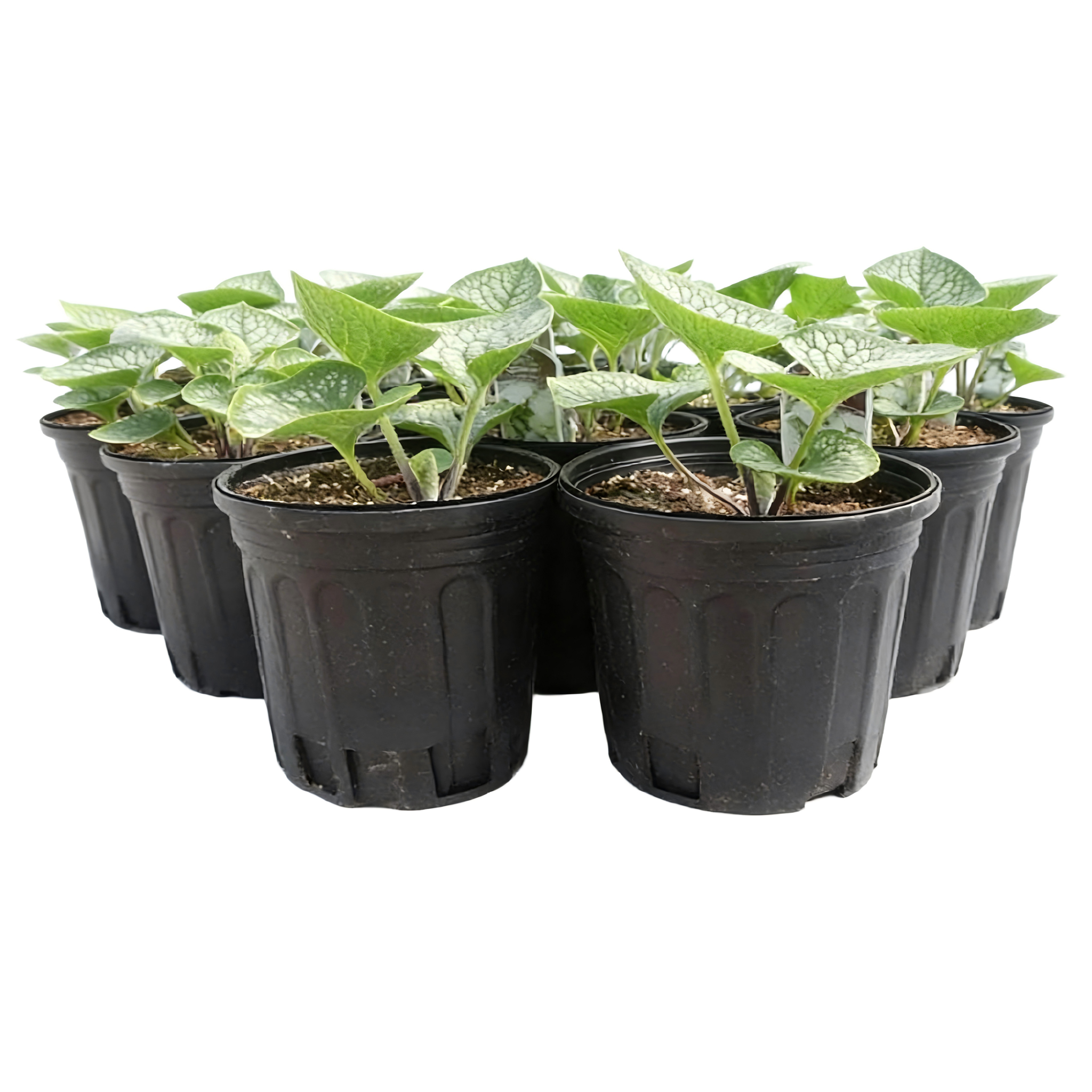 Plant Nursery Pot