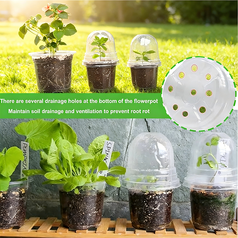 Transparent PET Plant Pots