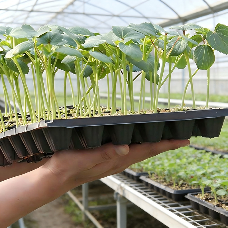 Reusable Seed Starting Trays